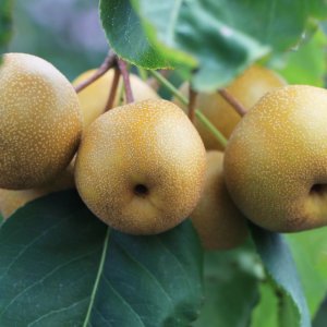 Ázijská hruška (Pyrus Pyrifolia) ´HAYATAMA´ skorá, výška: 130-160 cm, voľnokorenná